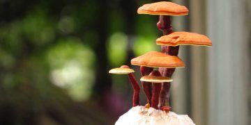 Ganoderma Lucidum (Ölümsüzlük Mantarı)