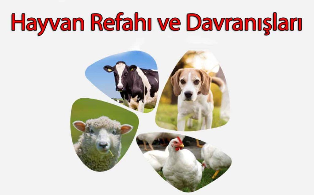 Hayvan Refahı ve Davranışları