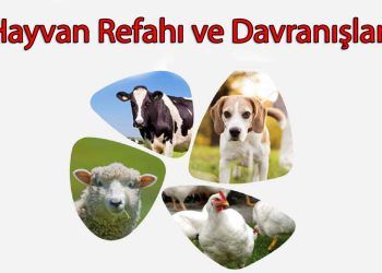 Hayvan Refahı ve Davranışları