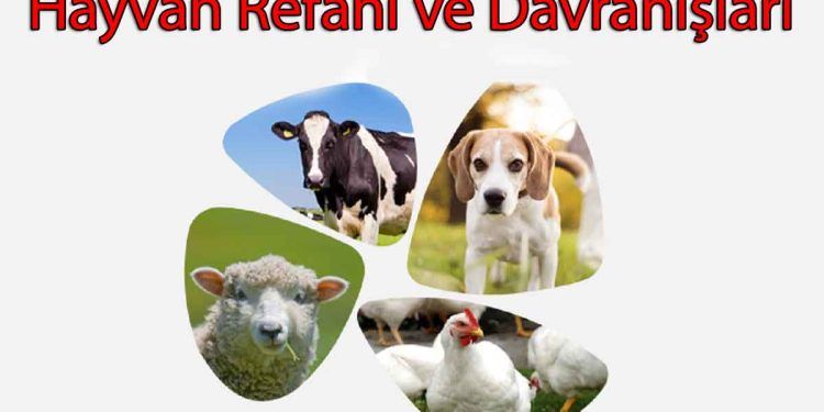 Hayvan Refahı ve Davranışları