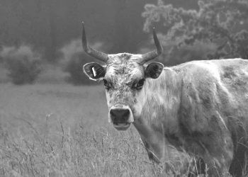 İneklerde Yeme İçme Bozuklukları
