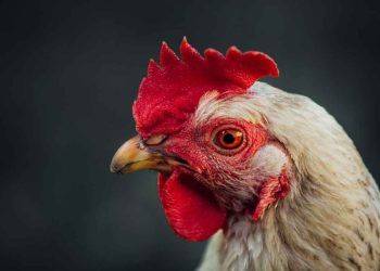 Kanatlı Sektörünün Yeni Derdi: Histomoniasis (Karabaş)