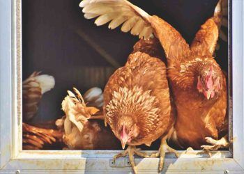 Kanatlılarda Çiftliğin Biyogüvenlik Bakımından Önemi