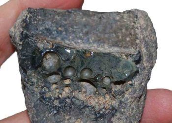 Krom Eksikliği ve Zehirlenmesi (Cr)