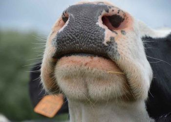 Süte Gelmeyen Düve