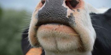 Süte Gelmeyen Düve