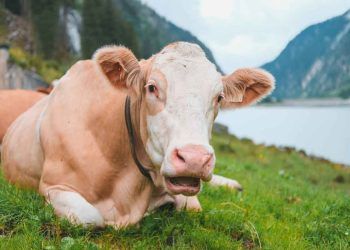 Türkiye Hayvancılığında Sorunlar ve Çözümler