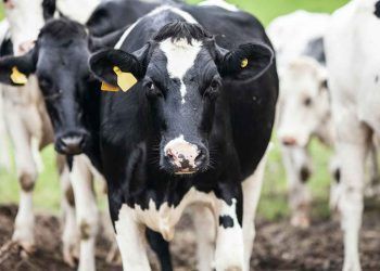 Türkiye’de Hayvan Islahı Alanında Yapılan Doğrular ve Yanlışlar