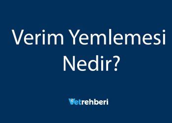 Verim Yemlemesi Nedir?