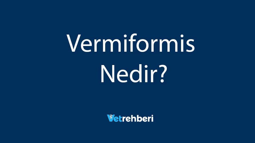 Vermiformis Nedir?