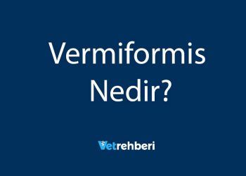 Vermiformis Nedir?