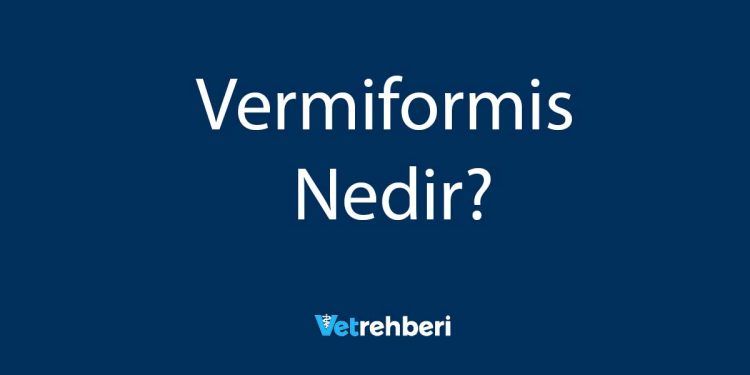 Vermiformis Nedir?