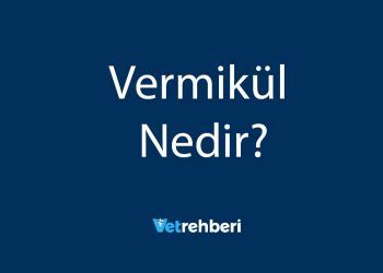 Vermikül Nedir?