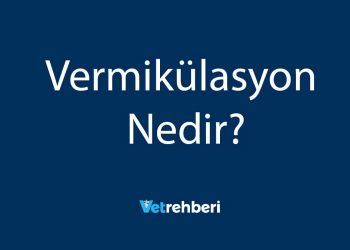 Vermikülasyon Nedir?