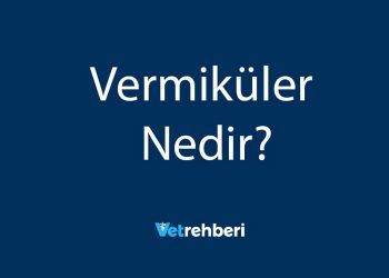 Vermiküler Nedir?