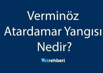 Verminöz Atardamar Yangısı Nedir?
