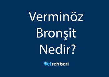 Verminöz Bronşit Nedir?