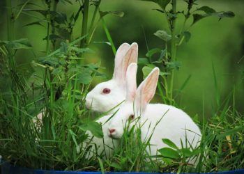 Anaç ve Yavru Tavşanların Bakımı