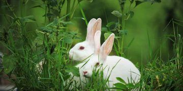 Anaç ve Yavru Tavşanların Bakımı