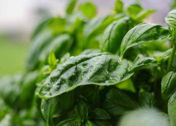 Bitkiler Hisseder mi?