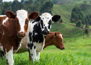 Döl Tutma Konusundaki Engeller