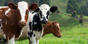 Döl Tutma Konusundaki Engeller