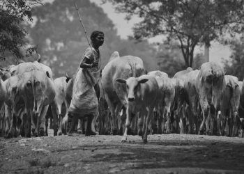 Eski Hindistan'da Veteriner Hekimlik Mesleği