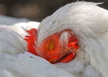 Hidroksi iz mineraller Nekrotik Enteritisin Etkilerini Azaltabilir