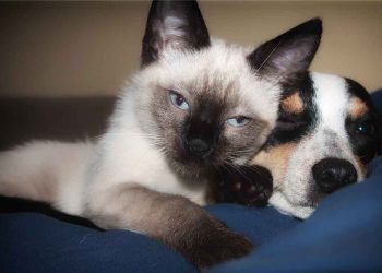 Kedi ve Köpeklerde Beslenme Hastalıkları