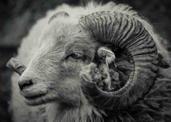 Koçlarda Enzootik Balanophosthitis Enfeksiyonu