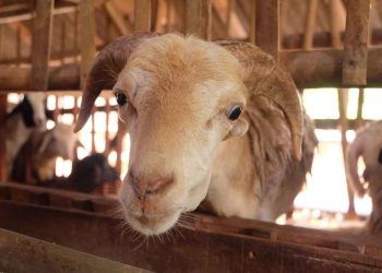 Koyun ve Keçilerin Progressif Pneumoni Enfeksiyonu