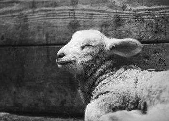 Mezbahada Atılan Ciğerler