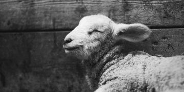 Mezbahada Atılan Ciğerler