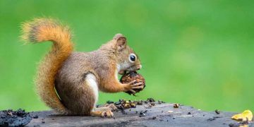 Sincapların Beslenmesi ve Uygun Rasyon Programı