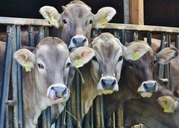 Türkiye Hayvancılığının ve Veteriner Hekimliğinin Geleceği