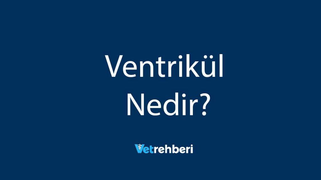 Ventrikül Nedir?