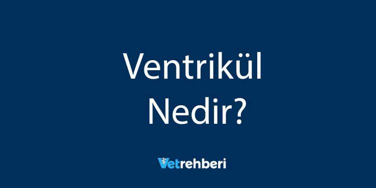 Ventrikül Nedir?