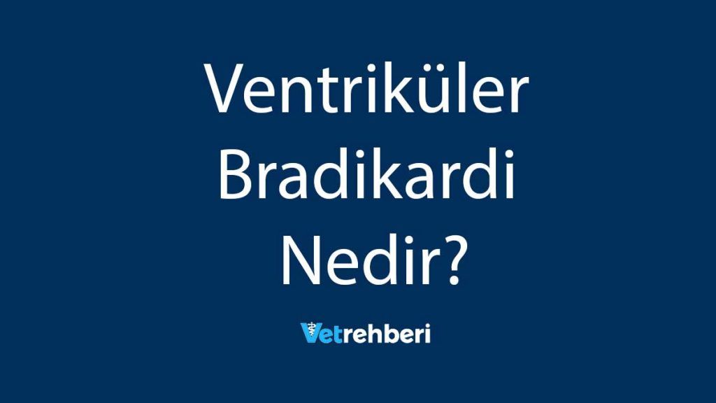 Ventriküler Bradikardi Nedir?