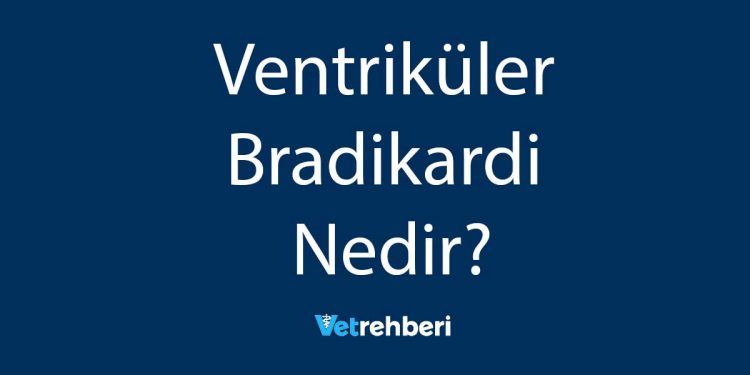 Ventriküler Bradikardi Nedir?