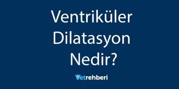 Ventriküler Dilatasyon Nedir?