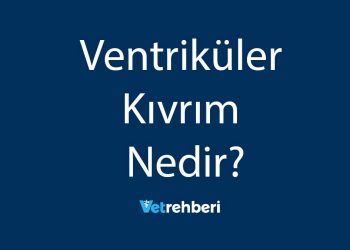 Ventriküler Kıvrım Nedir?
