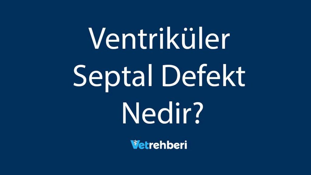 Ventriküler Septal Defekt Nedir?