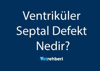 Ventriküler Septal Defekt Nedir?