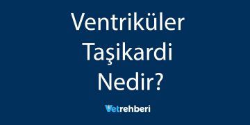Ventriküler Taşikardi Nedir?