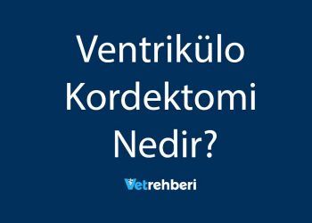 Ventrikülo Kordektomi Nedir?