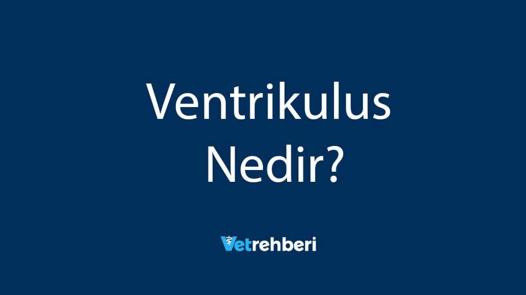 Ventrikulus Nedir?