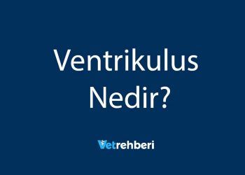 Ventrikulus Nedir?