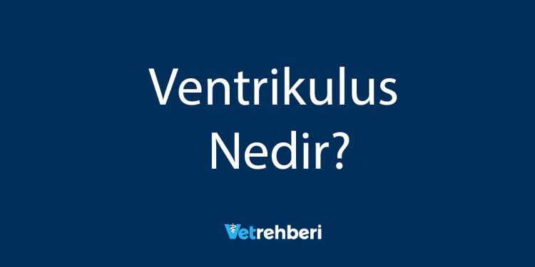 Ventrikulus Nedir?