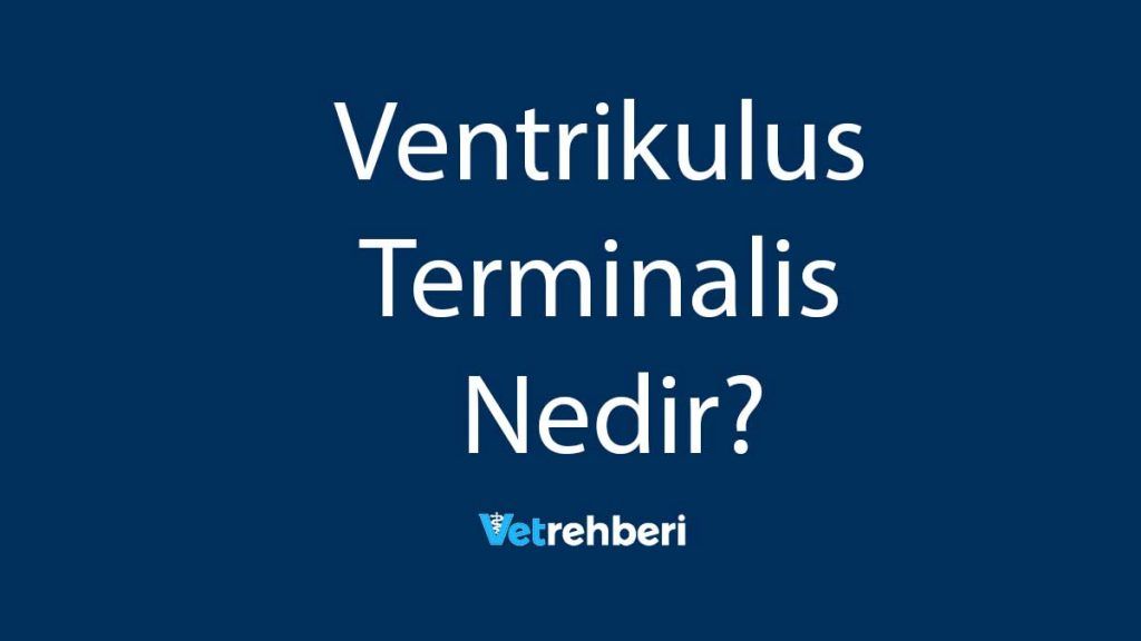 Ventrikulus Terminalis Nedir?