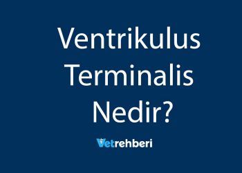 Ventrikulus Terminalis Nedir?